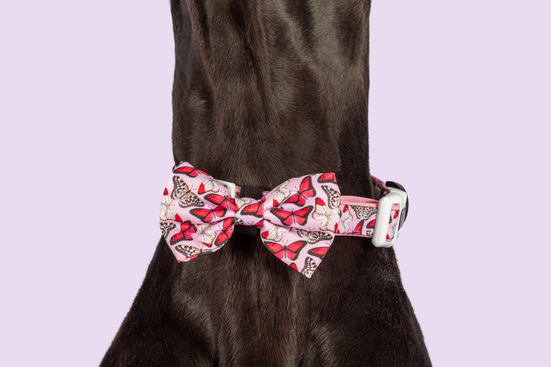 Dog Collar and Bow Tie Pretty Lil Butterfly Wings Pink Red White