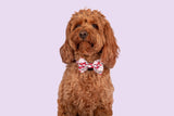 Dog Collar and Bow Tie Pretty Lil Butterfly Wings Pink Red White