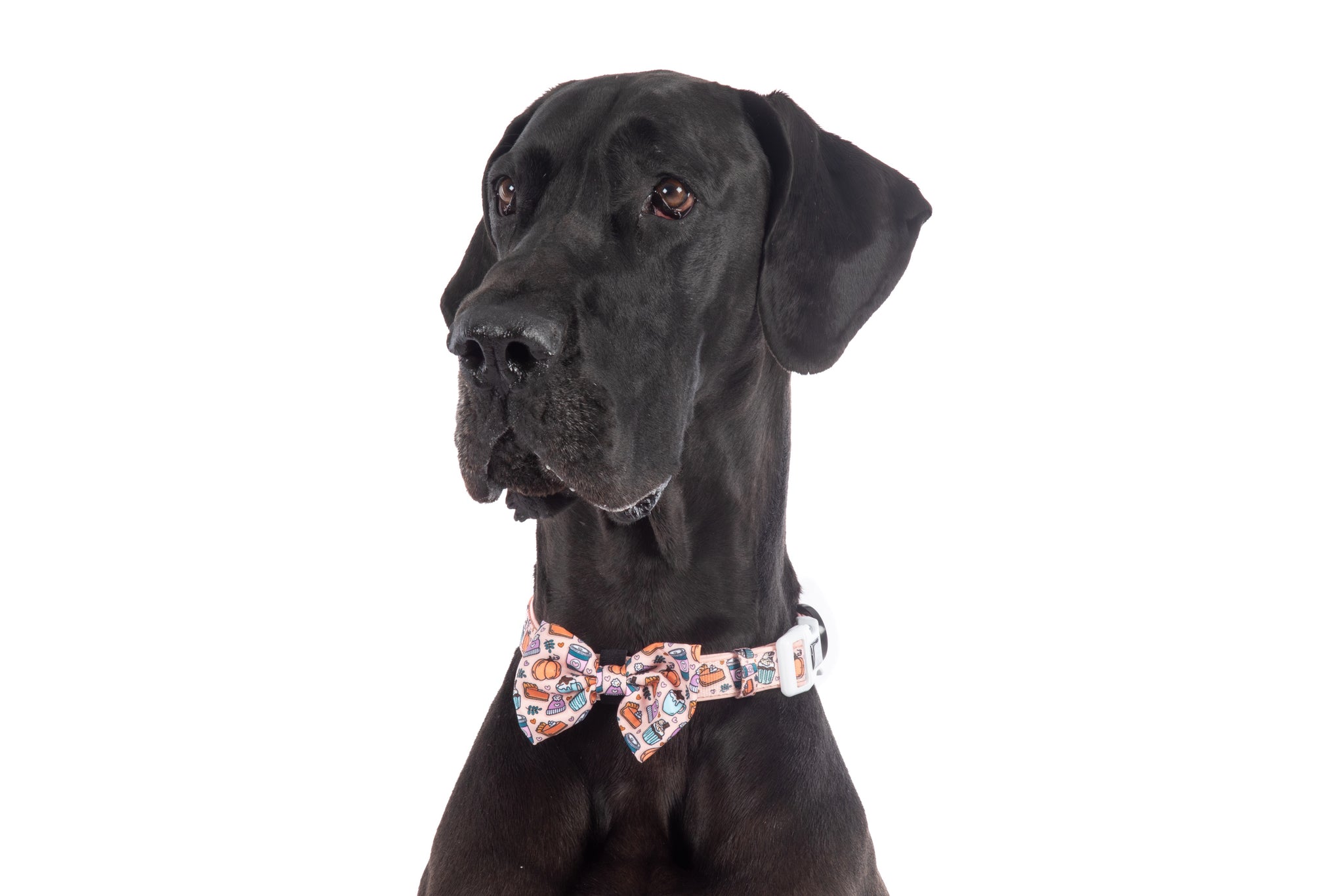 DOG COLLAR & BOW TIE:Pupkin Spice {FINAL SALE}