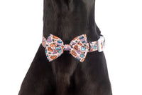 DOG COLLAR & BOW TIE:Pupkin Spice {FINAL SALE}