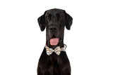 DOG COLLAR (+ BOW TIE option): Pupper Cup