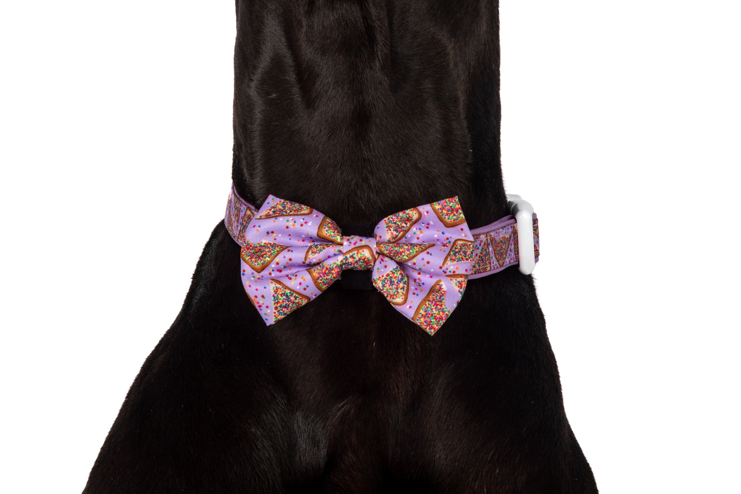 DOG COLLAR & BOW TIE: Purple Fairy Bread {FINAL SALE}