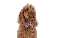 DOG COLLAR (+ BOW TIE option): Purple Fairy Bread