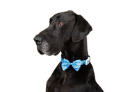 DOG COLLAR (+ BOW TIE option): Pokémon Collection - Squirtle