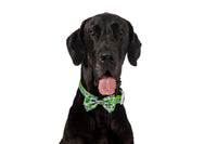 DOG COLLAR (+ BOW TIE option): Traffic Town