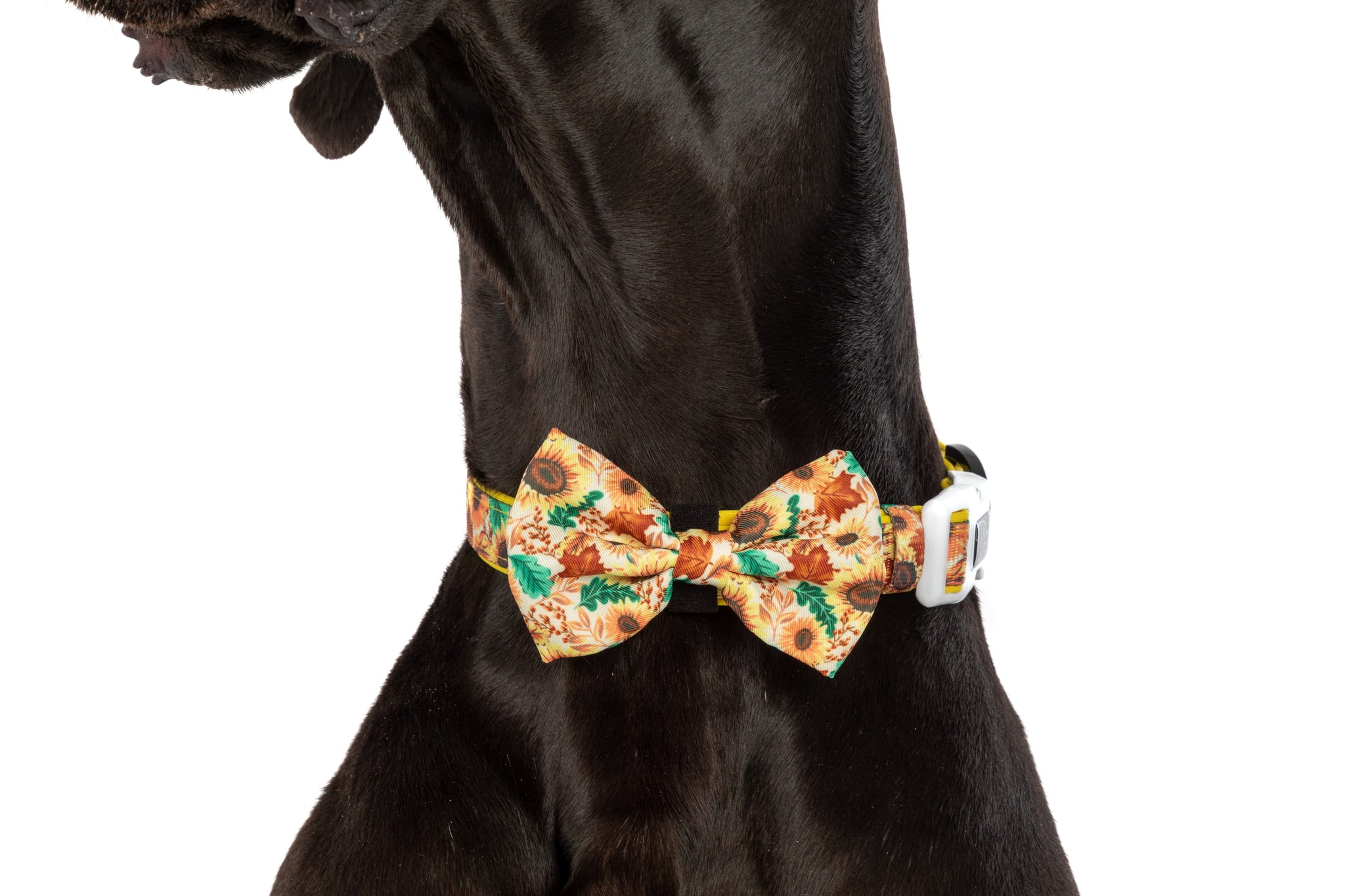 DOG COLLAR (+ BOW TIE option): Winter Blooms