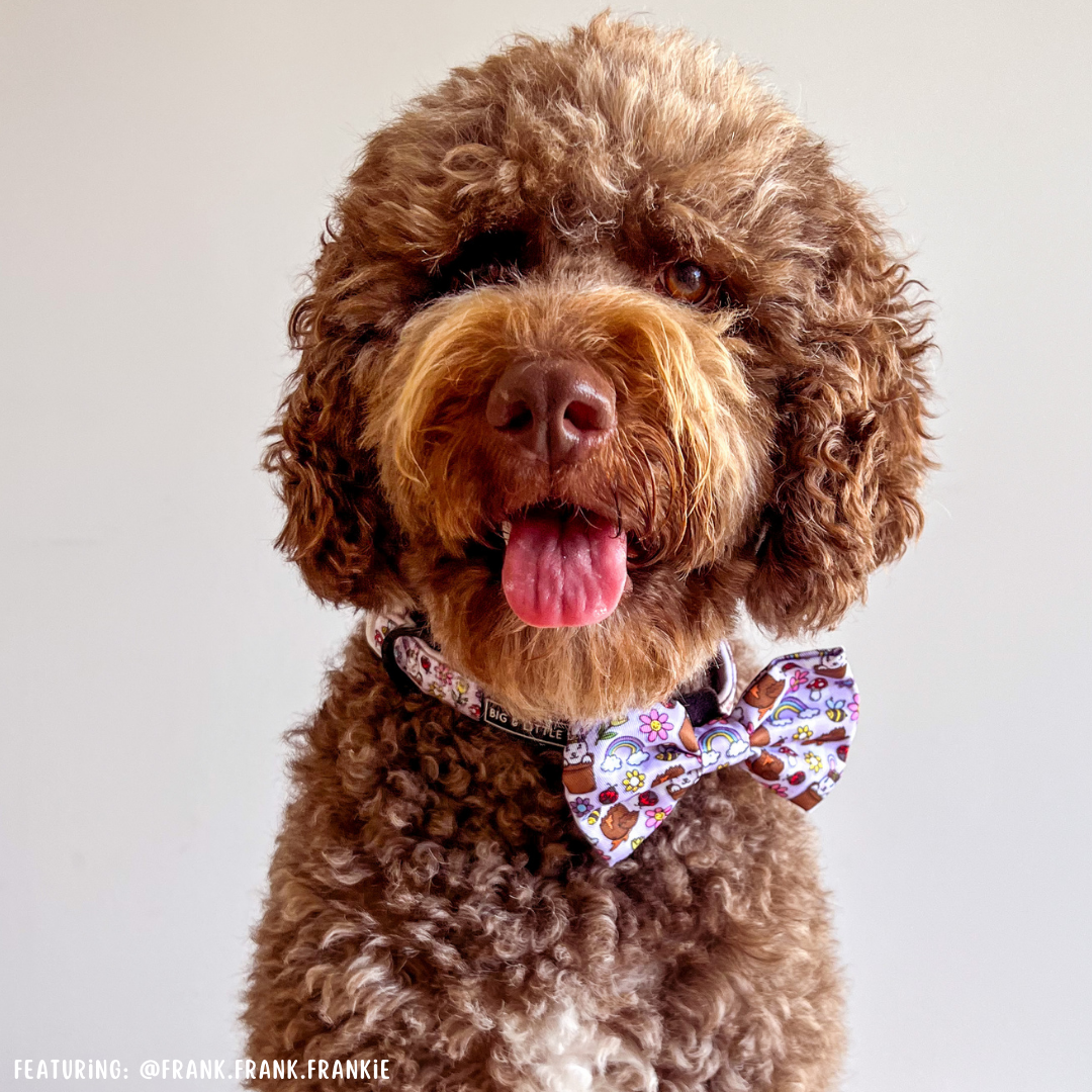 DOG COLLAR & BOW TIE: Yappy Easter {FINAL SALE}