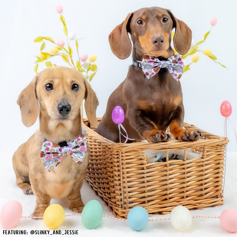 DOG COLLAR & BOW TIE: Yappy Easter {FINAL SALE}