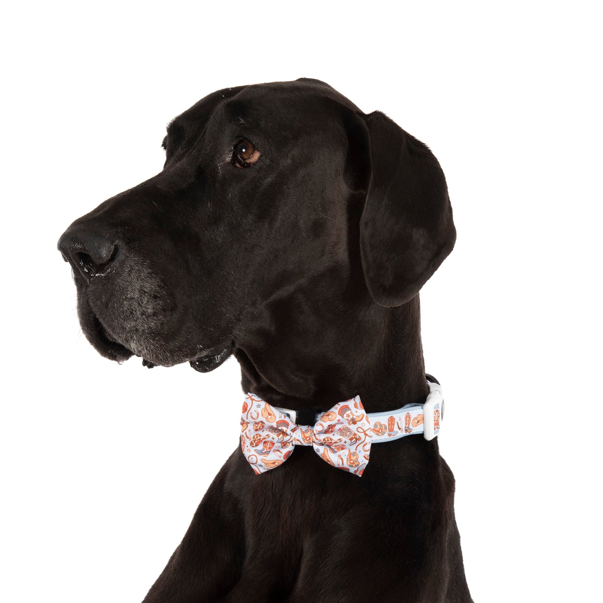 DOG COLLAR (+ BOW TIE option): Rodeo King
