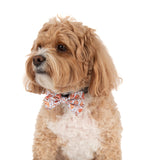 DOG COLLAR (+ BOW TIE option): Rodeo King