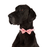 DOG COLLAR (+ BOW TIE option): Rodeo Queen