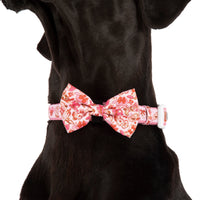 DOG COLLAR (+ BOW TIE option): Rodeo Queen