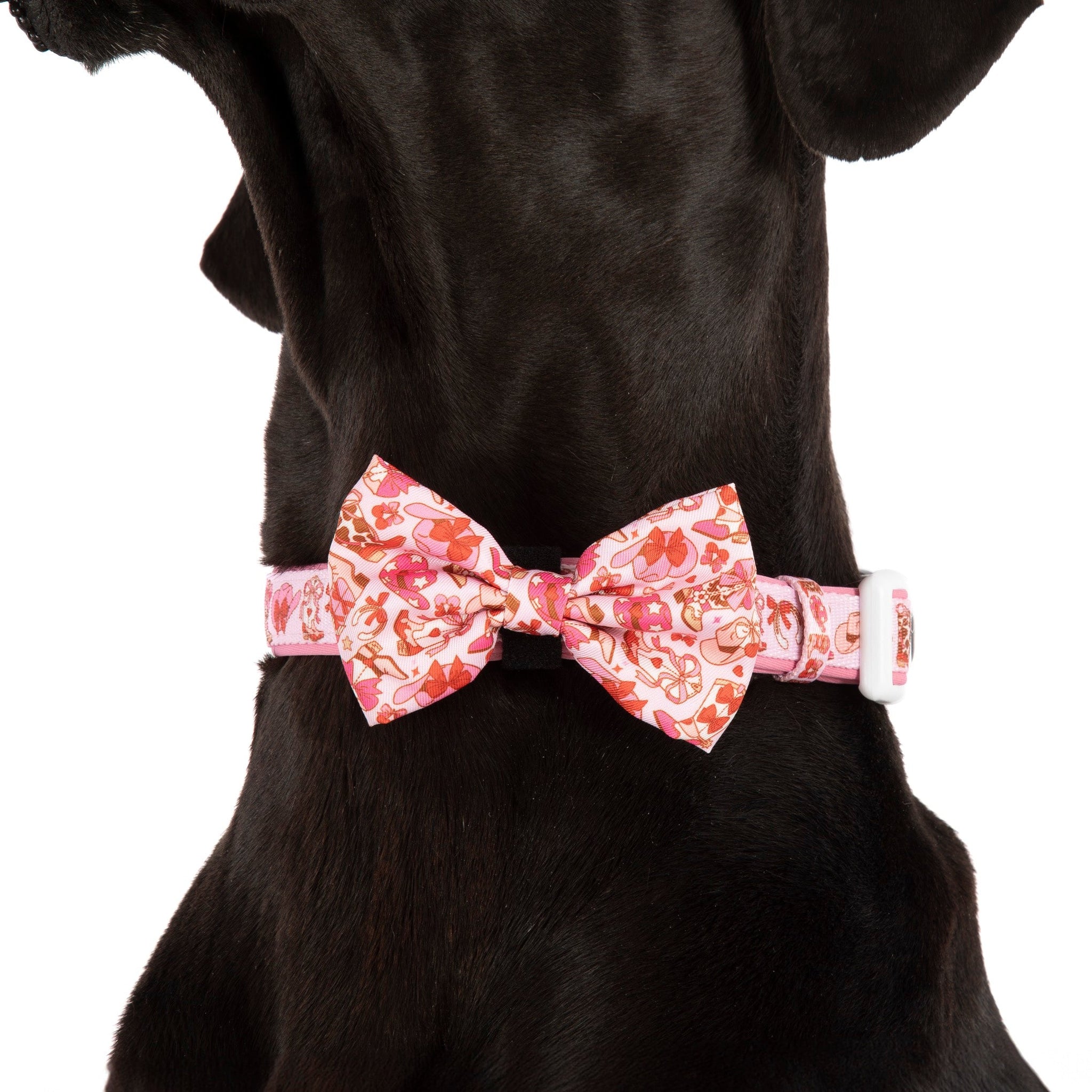 DOG COLLAR (+ BOW TIE option): Rodeo Queen