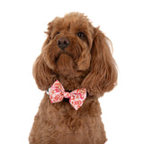 DOG COLLAR (+ BOW TIE option): Rodeo Queen