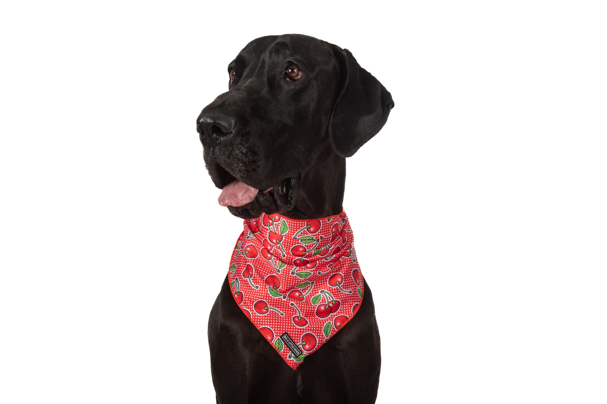 DOG BANDANA: Cherrylicious