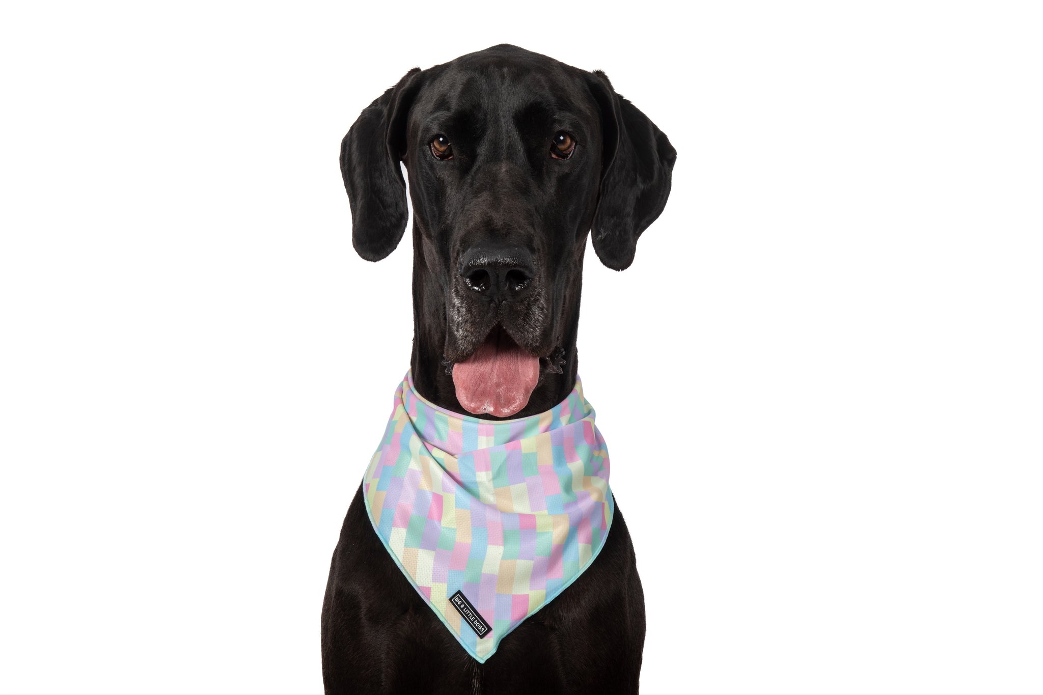 DOG BANDANA: Gelato