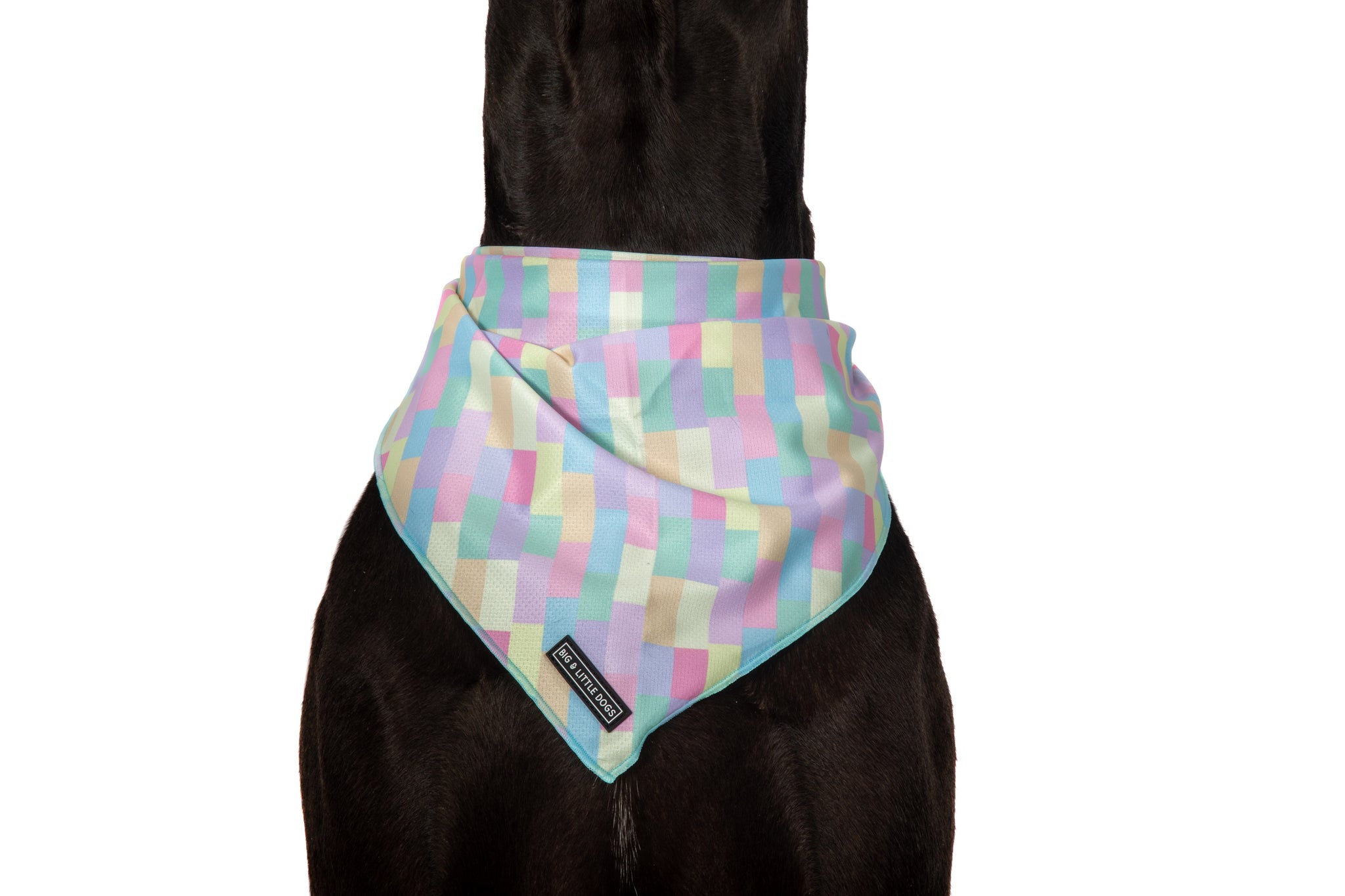 DOG BANDANA: Gelato