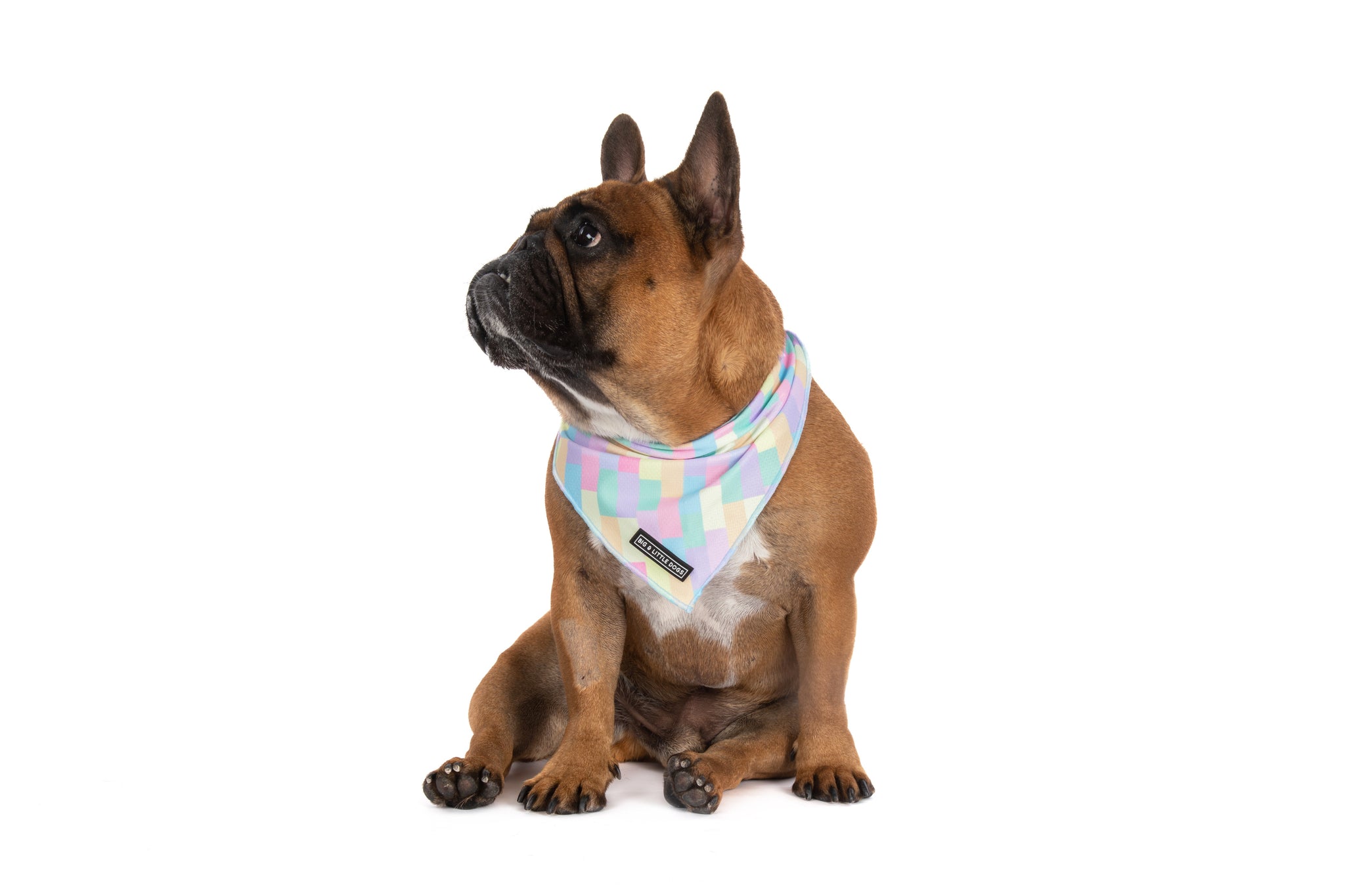 DOG BANDANA: Gelato