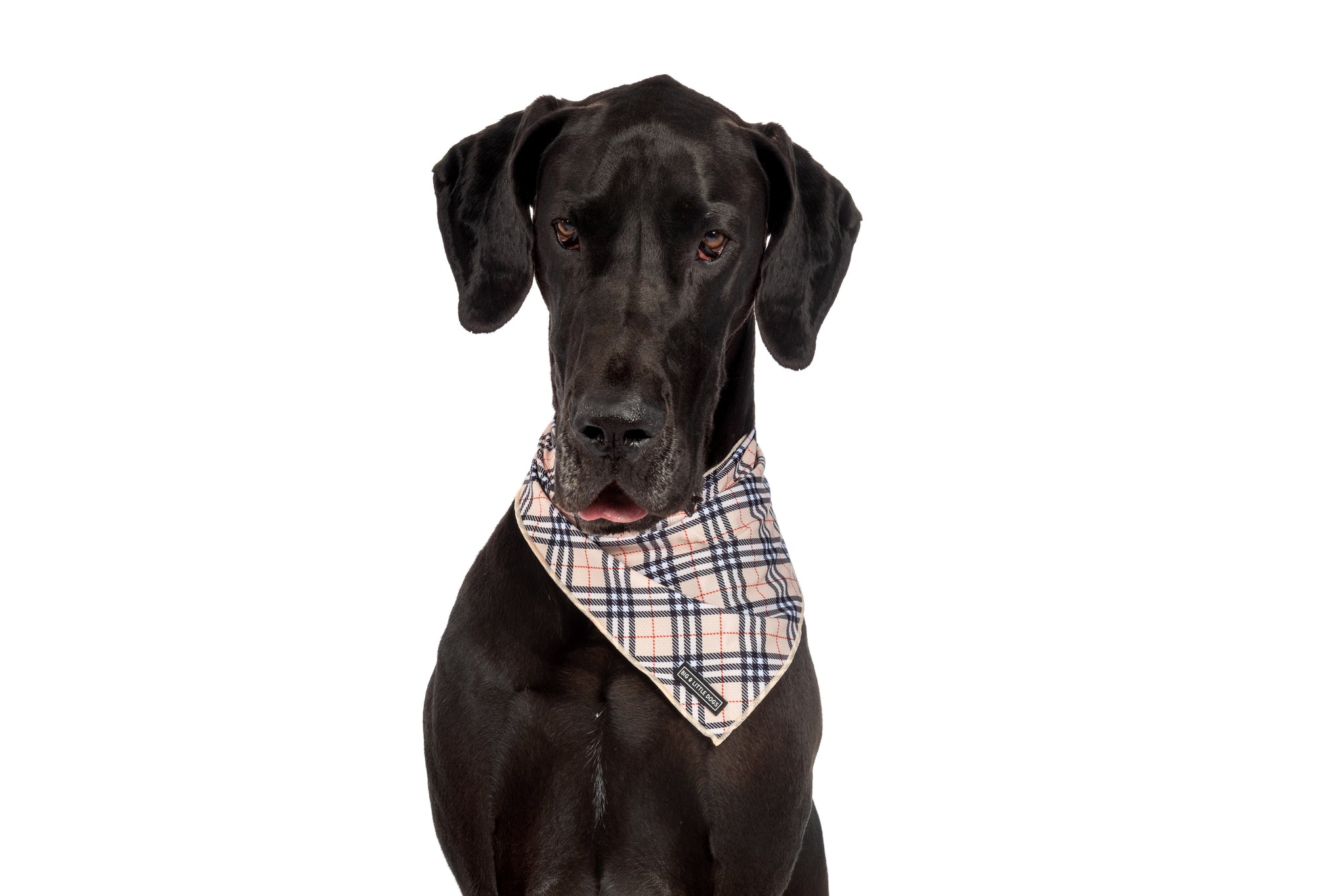 DOG BANDANA: Nova Plaid