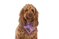 DOG BANDANA: Purple Fairy Bread