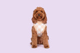 Dog Fleece Pyjamas PJs Latte Beige Brown Gingham