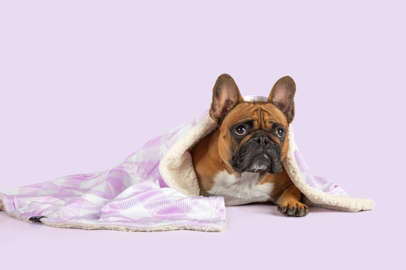 Plush Dog Pet Blanket Berry Purple Gingham