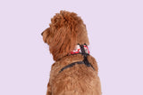 Reversible Dog Harness Pretty Lil Butterfly Wings Pink Red