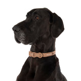 DOG WATERPROOF COLLAR: Coffee