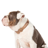 DOG WATERPROOF COLLAR: Coffee