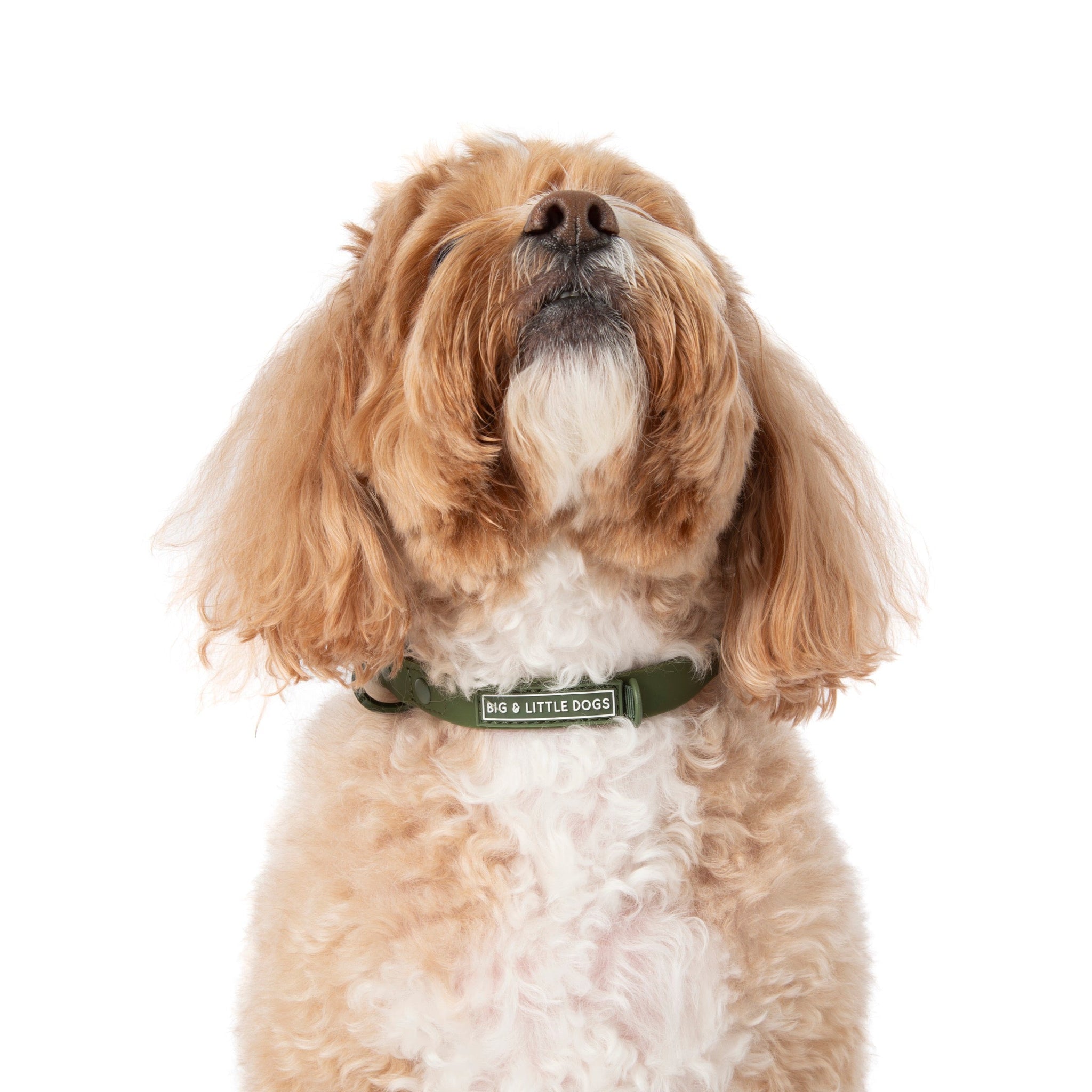 DOG WATERPROOF COLLAR: Olive
