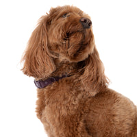 DOG WATERPROOF COLLAR: Plum