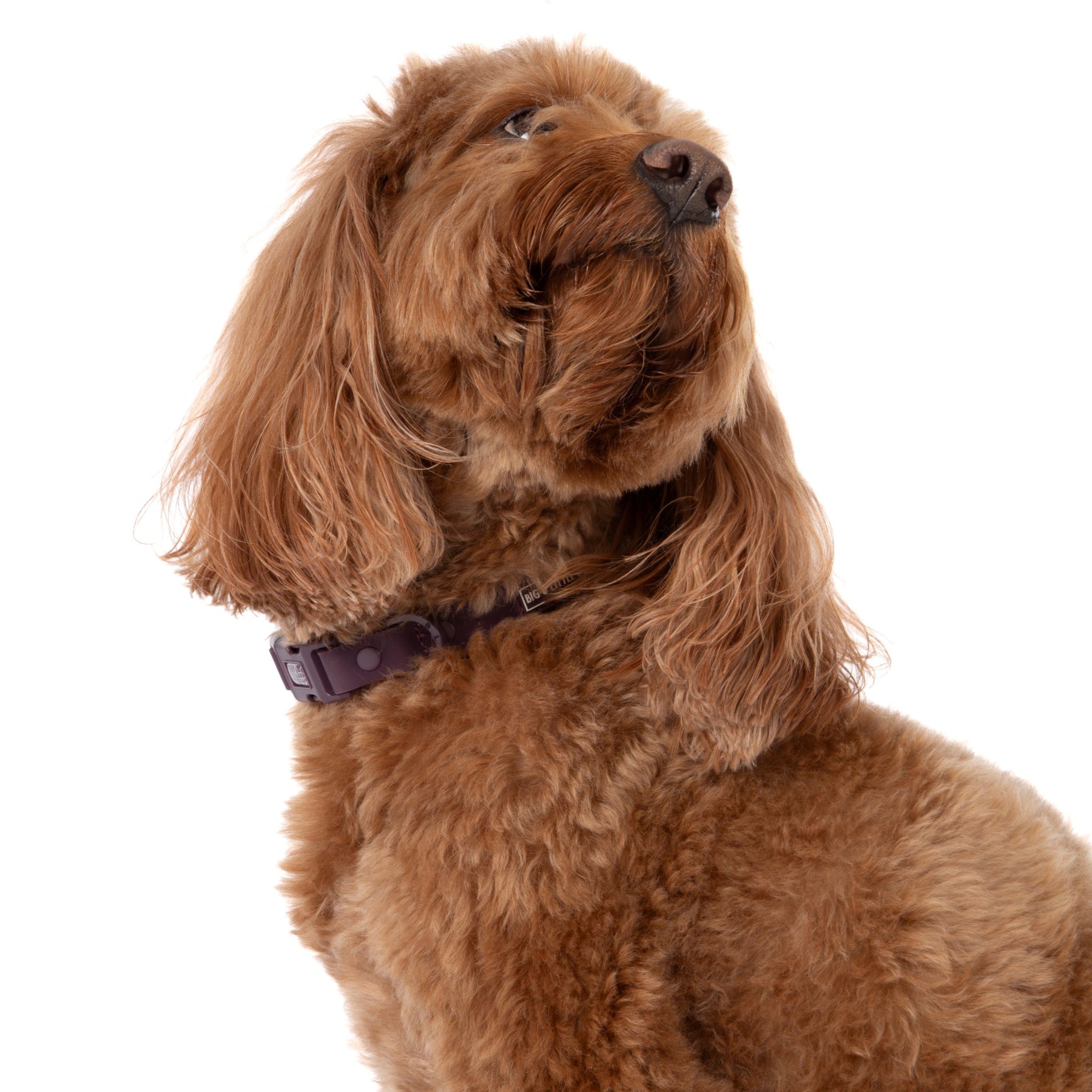 DOG WATERPROOF COLLAR: Plum