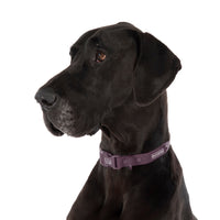 DOG WATERPROOF COLLAR: Plum