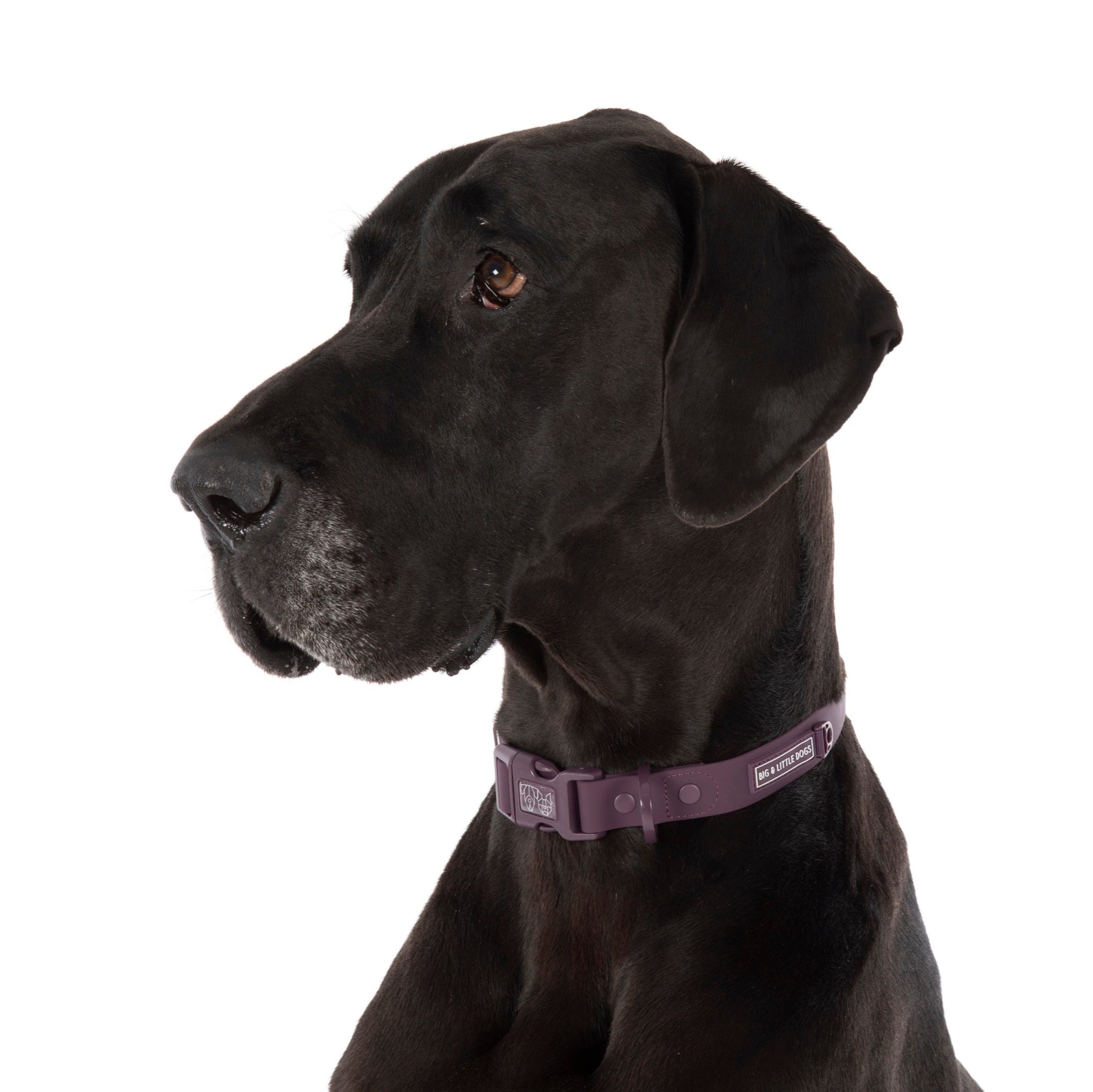 DOG WATERPROOF COLLAR: Plum