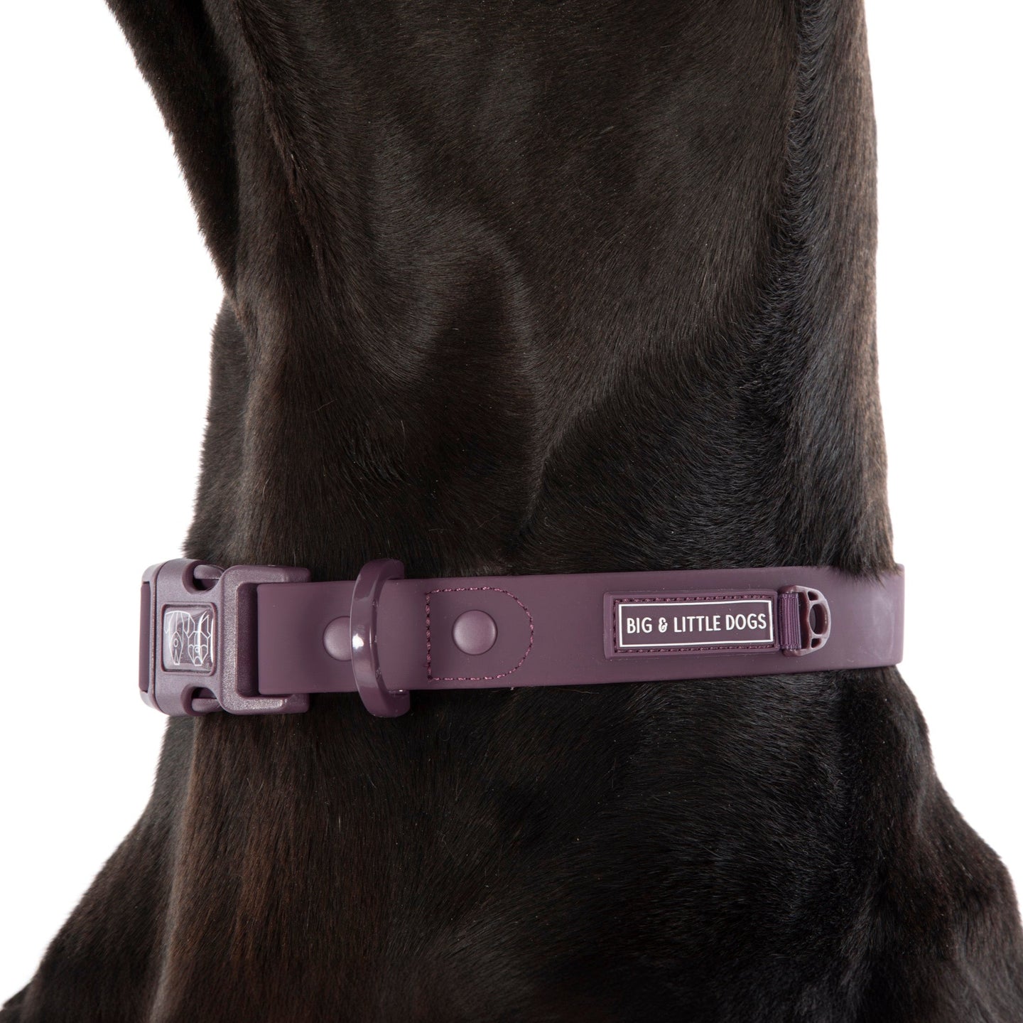 DOG WATERPROOF COLLAR: Plum