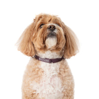 DOG WATERPROOF COLLAR: Plum