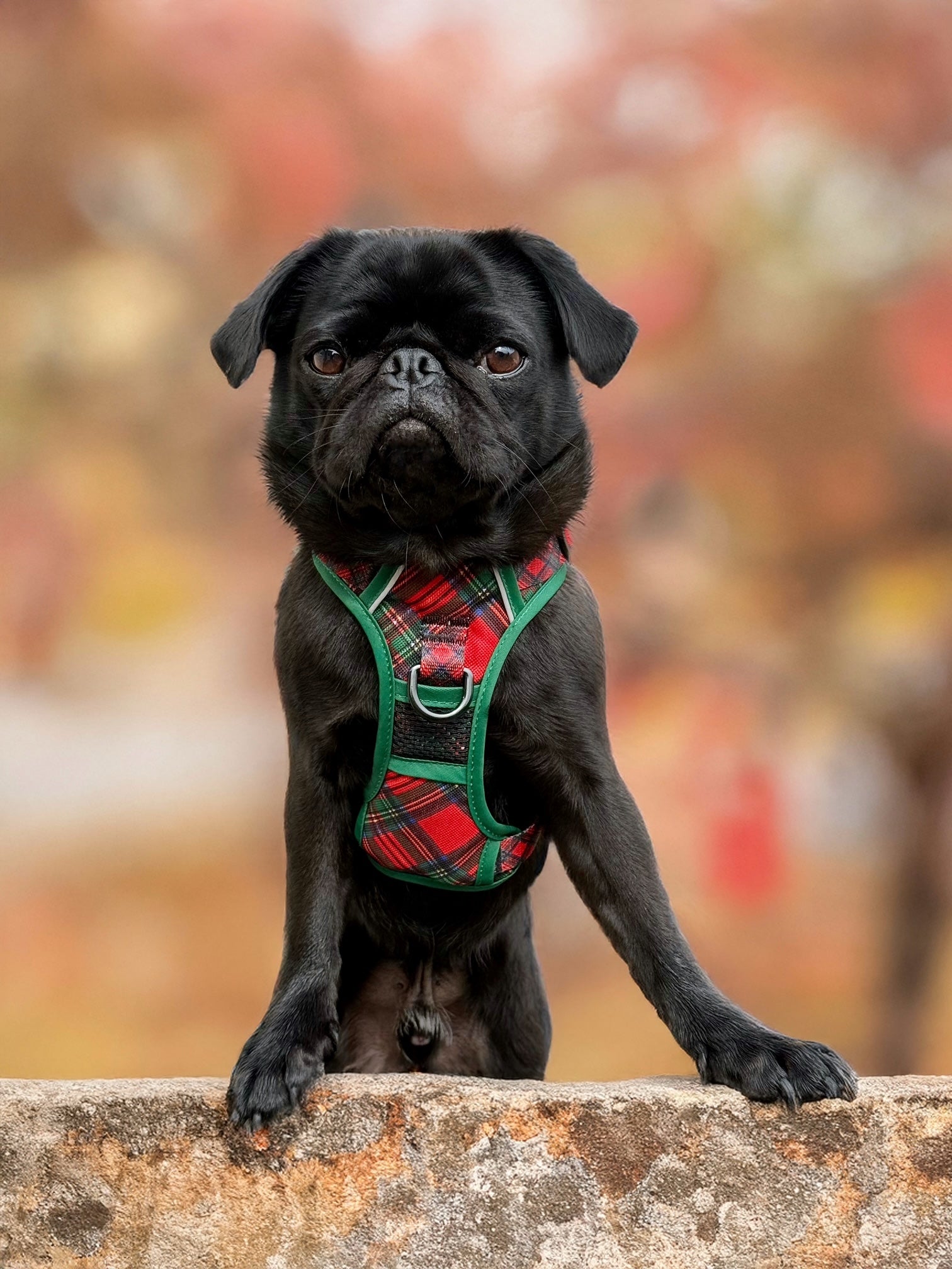 THE ALL-ROUNDER DOG HARNESS: Festive Tartan {FINAL SALE}