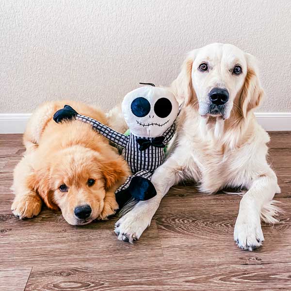Patchworkpet: Muttley Skeleton