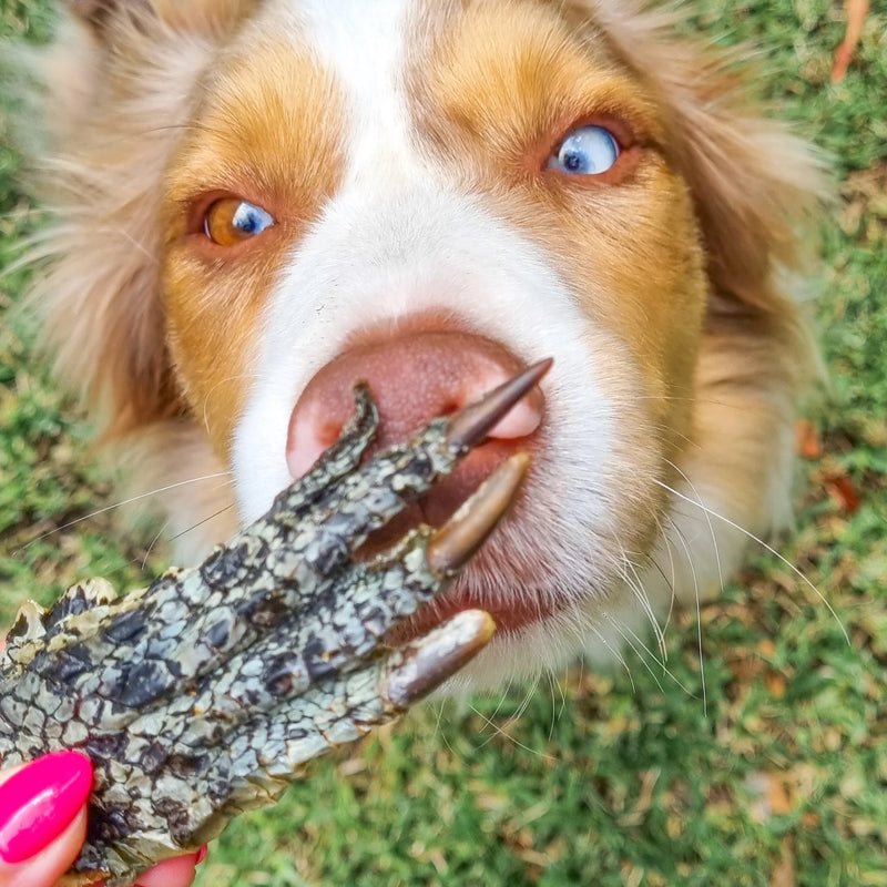 DOG TREATS | Rover Pet Products: Got Crocs - Crocodile Feet