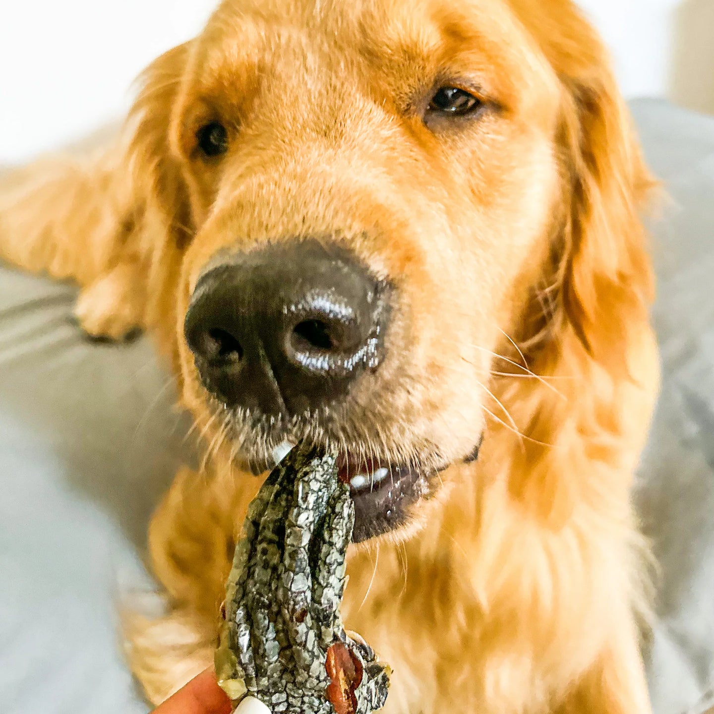 DOG TREATS | Rover Pet Products: Got Crocs - Crocodile Feet