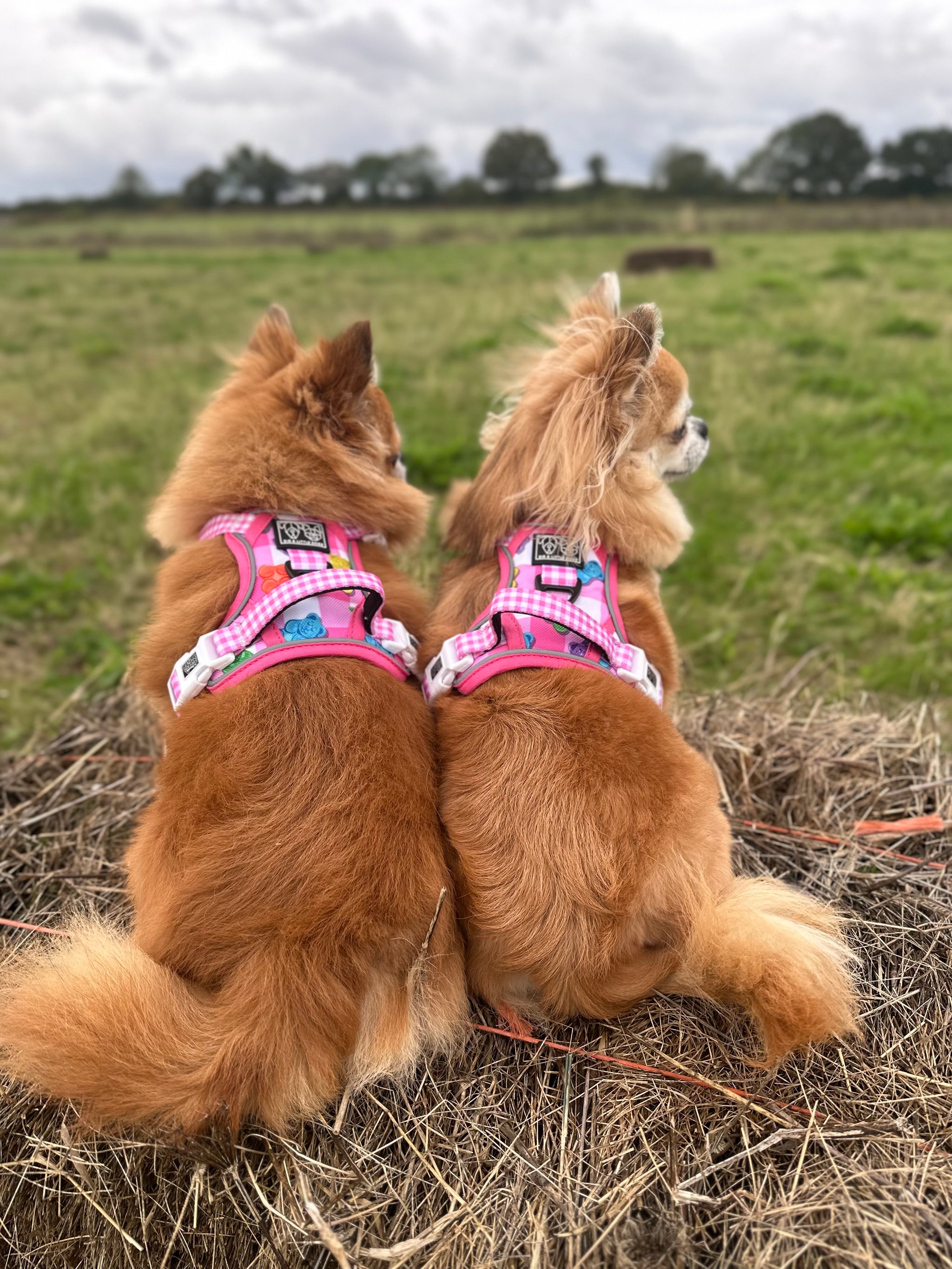 THE ALL-ROUNDER DOG HARNESS: Beary Sweet