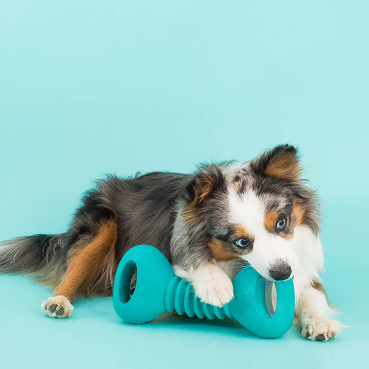 ZIPPY PAWS: ZippyTuff Squeakerz Teether - Dumbbell