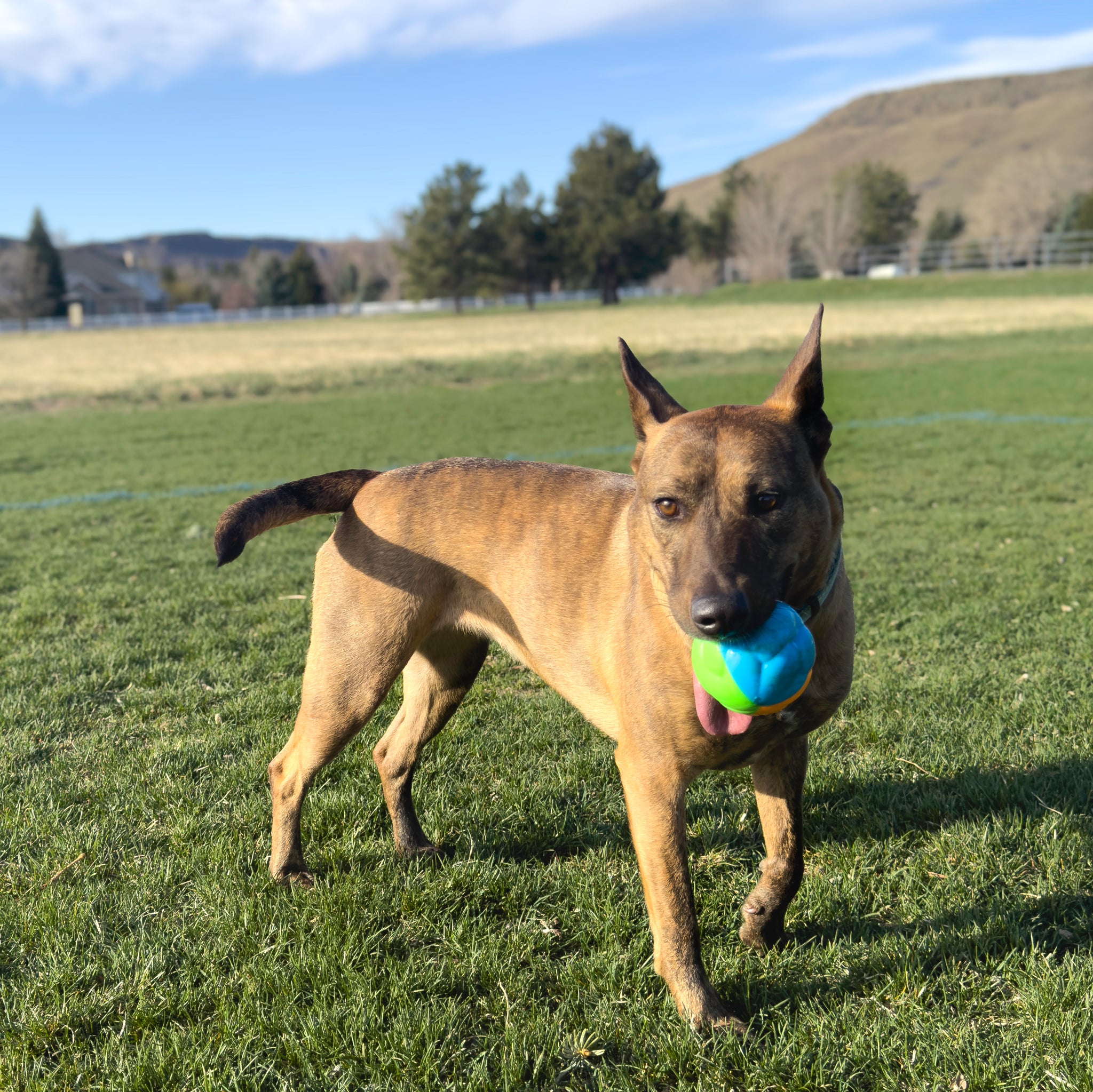 KONG: Twistz High-Viz Ball - Large