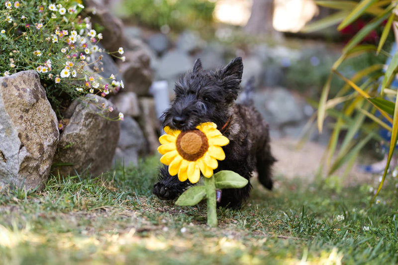 P.L.A.Y: Blooming Budddies - Sassy Sunflower