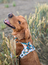 THE ALL-ROUNDER DOG HARNESS: Grandpa Plaid