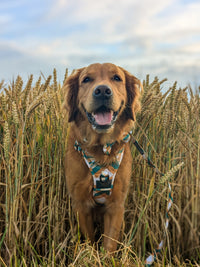 THE ALL-ROUNDER DOG HARNESS: Grandpa Plaid