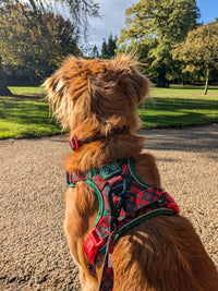 THE ALL-ROUNDER DOG HARNESS: Festive Tartan {FINAL SALE}