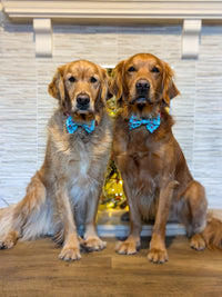 DOG COLLAR & BOW TIE: Official Gift Sniffer {FINAL SALE}