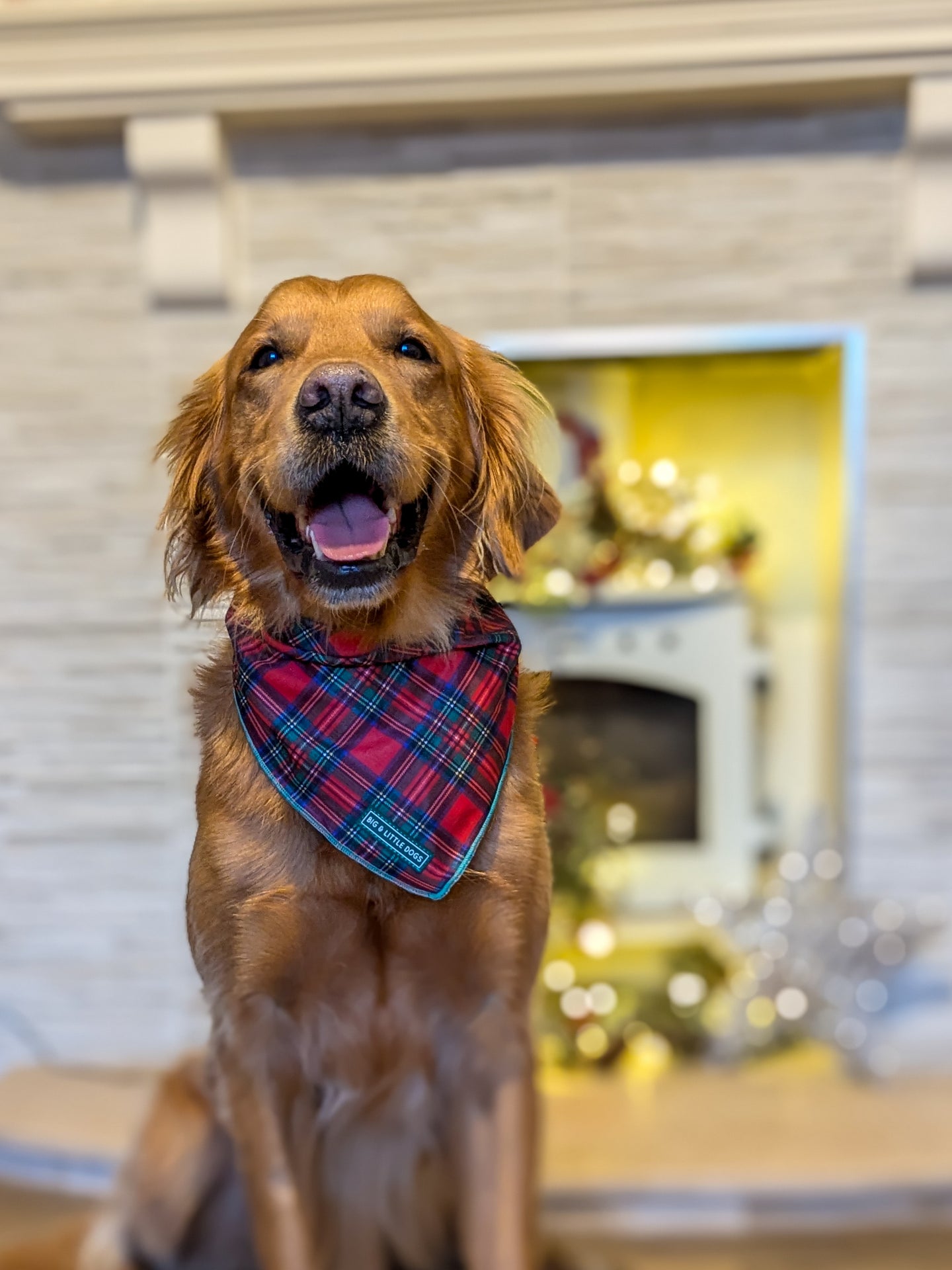 DOG BANDANA: Festive Tartan {FINAL SALE}