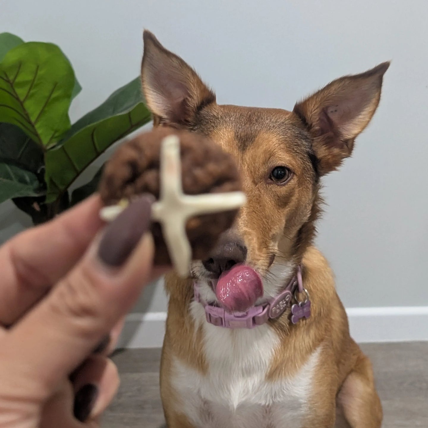 DOG TREATS: Biggies Raw Pantry | Turkey Hot Cross Buns 125g (NEW)